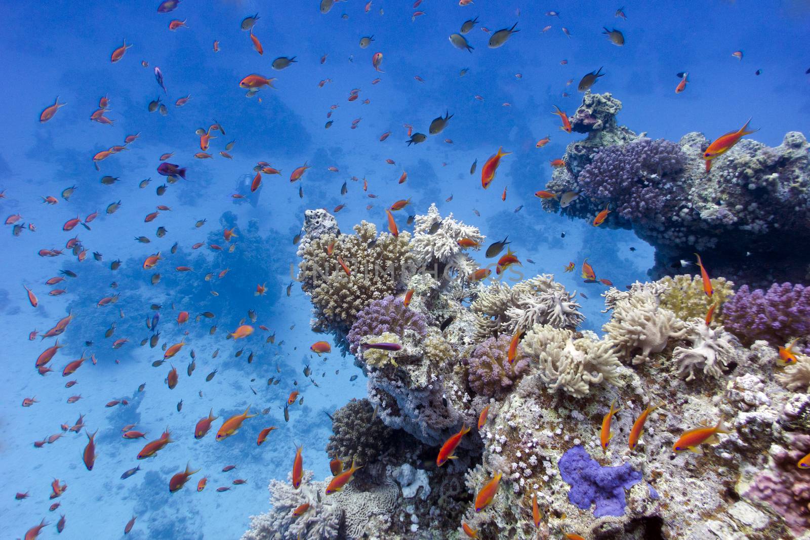 coral reef with soft and hard corals on the bottom of red sea  in egypt