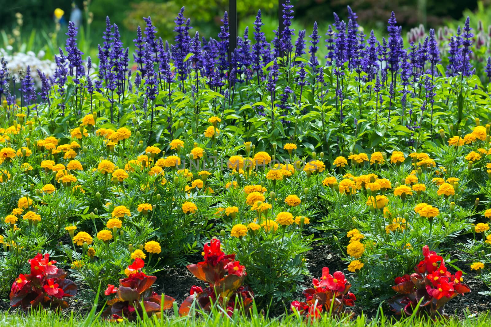 colorful blooming  flower garden