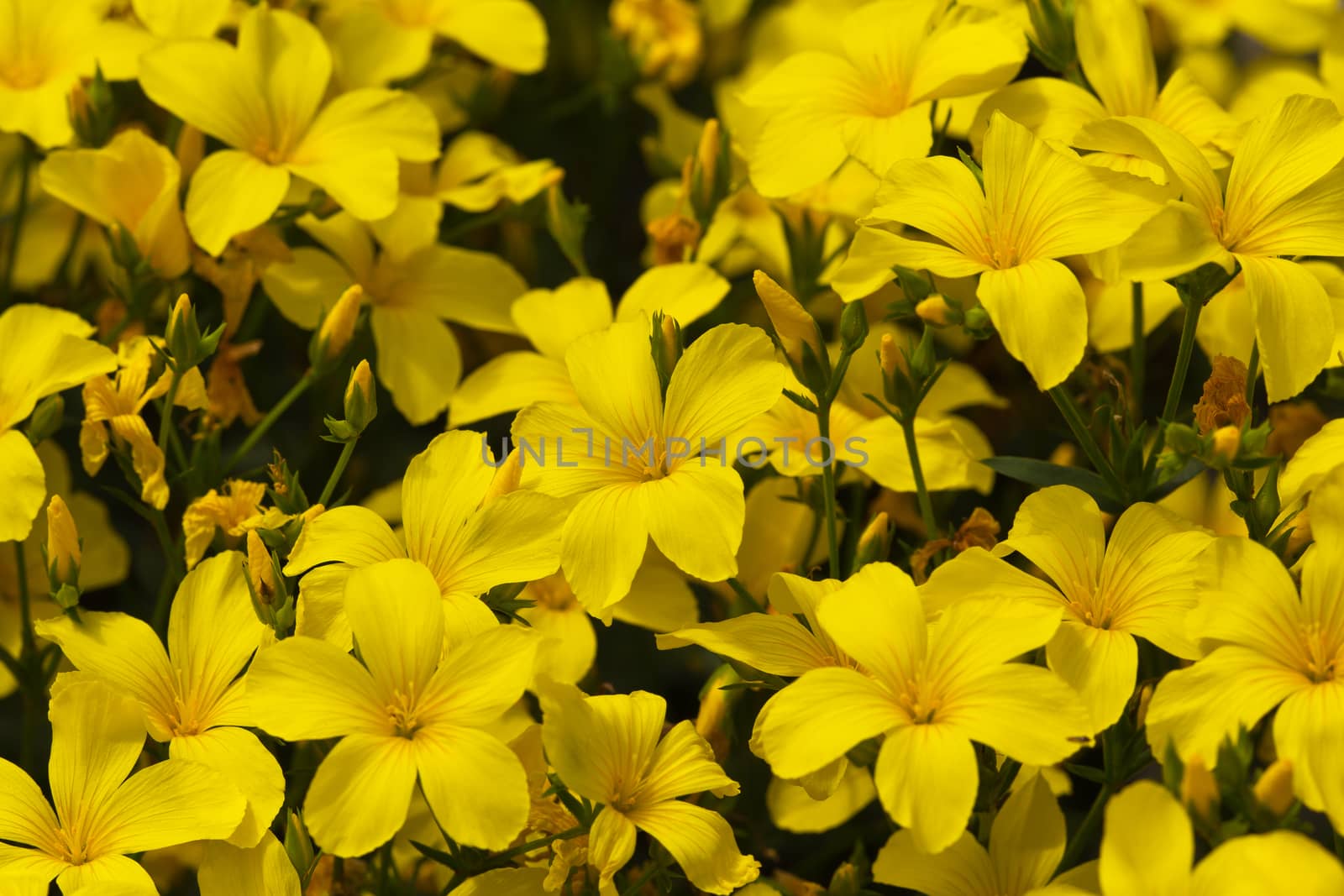 a lot of blooming yellow flowers of linum flavum in the garden