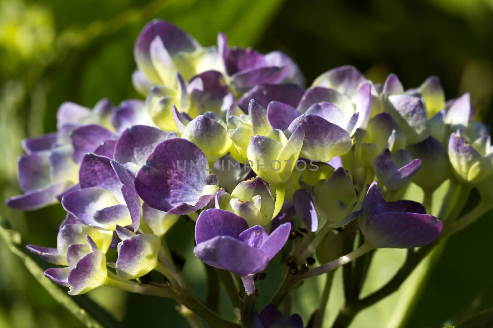 flowers of hortensia in the garden - macro