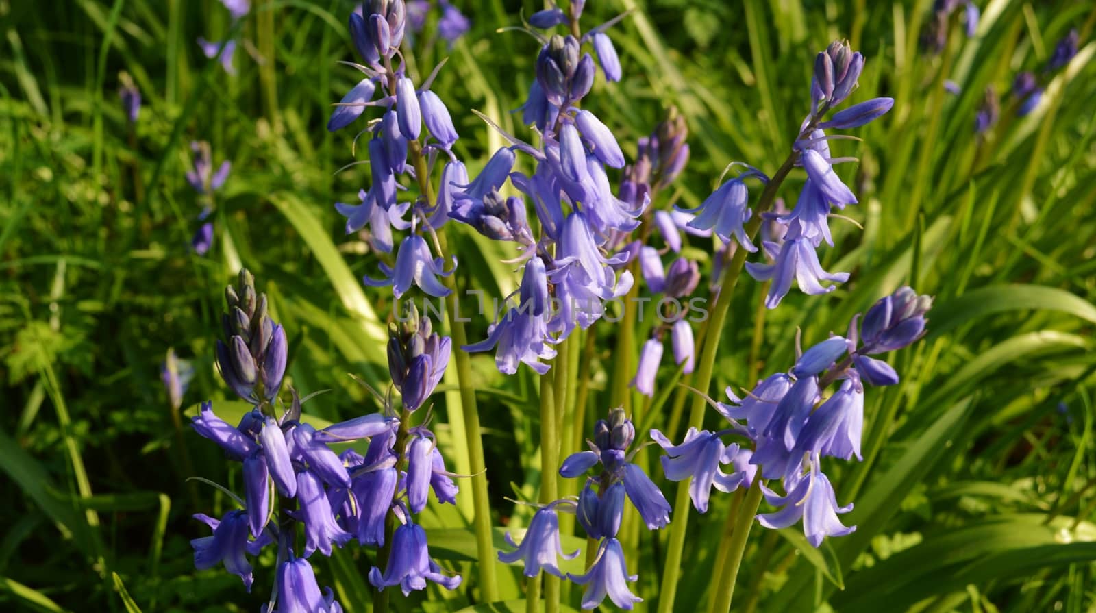 A close-up image of colourful Spring flowering Bluebells.