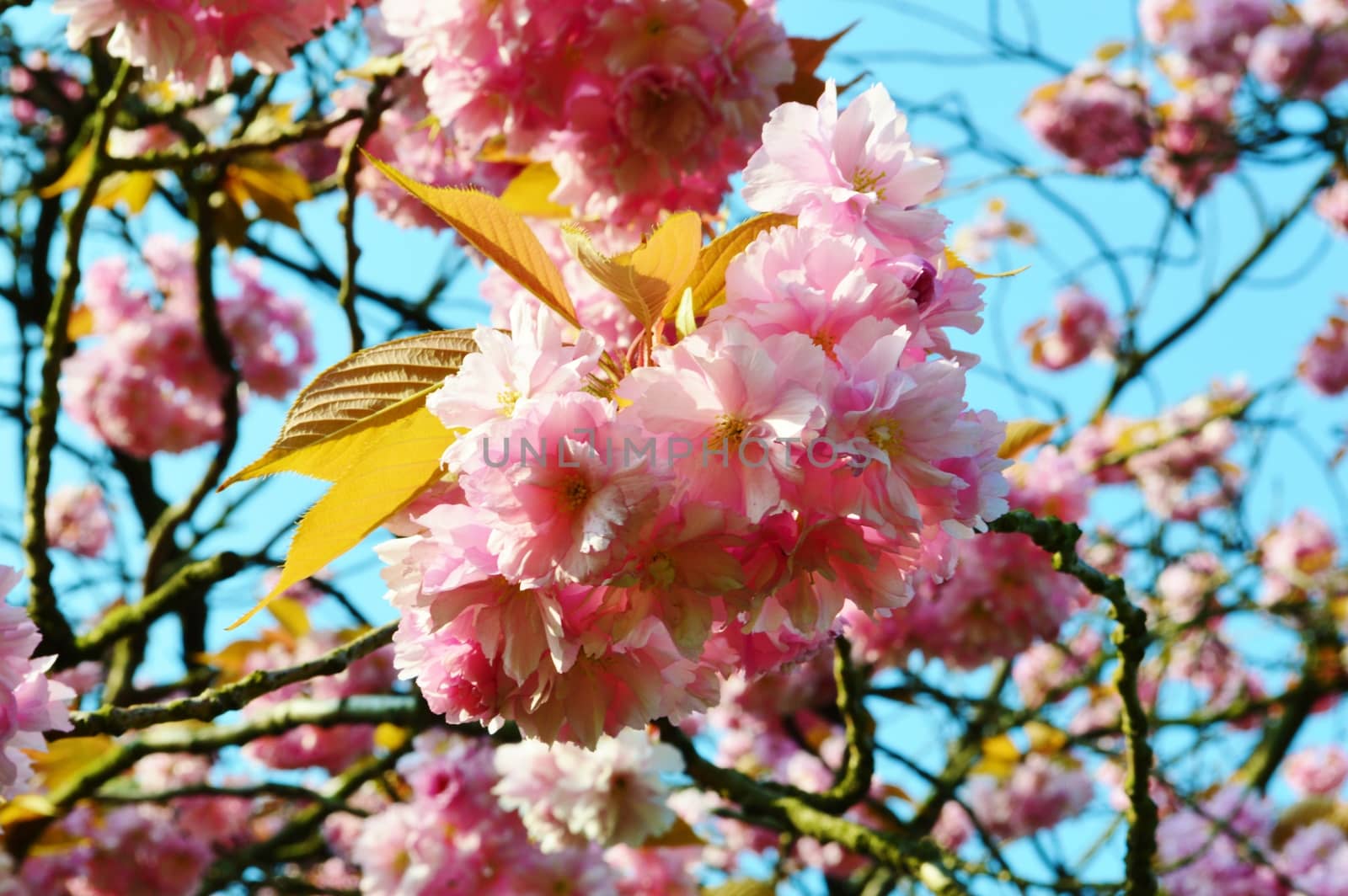 An image of colourful Spring Blossom.