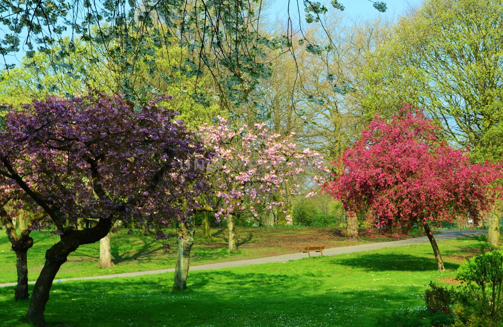 A colourful image of Spring photographed in an English Park.