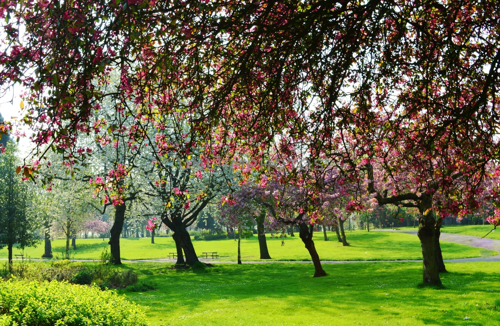 Springtime in the park. by paulst