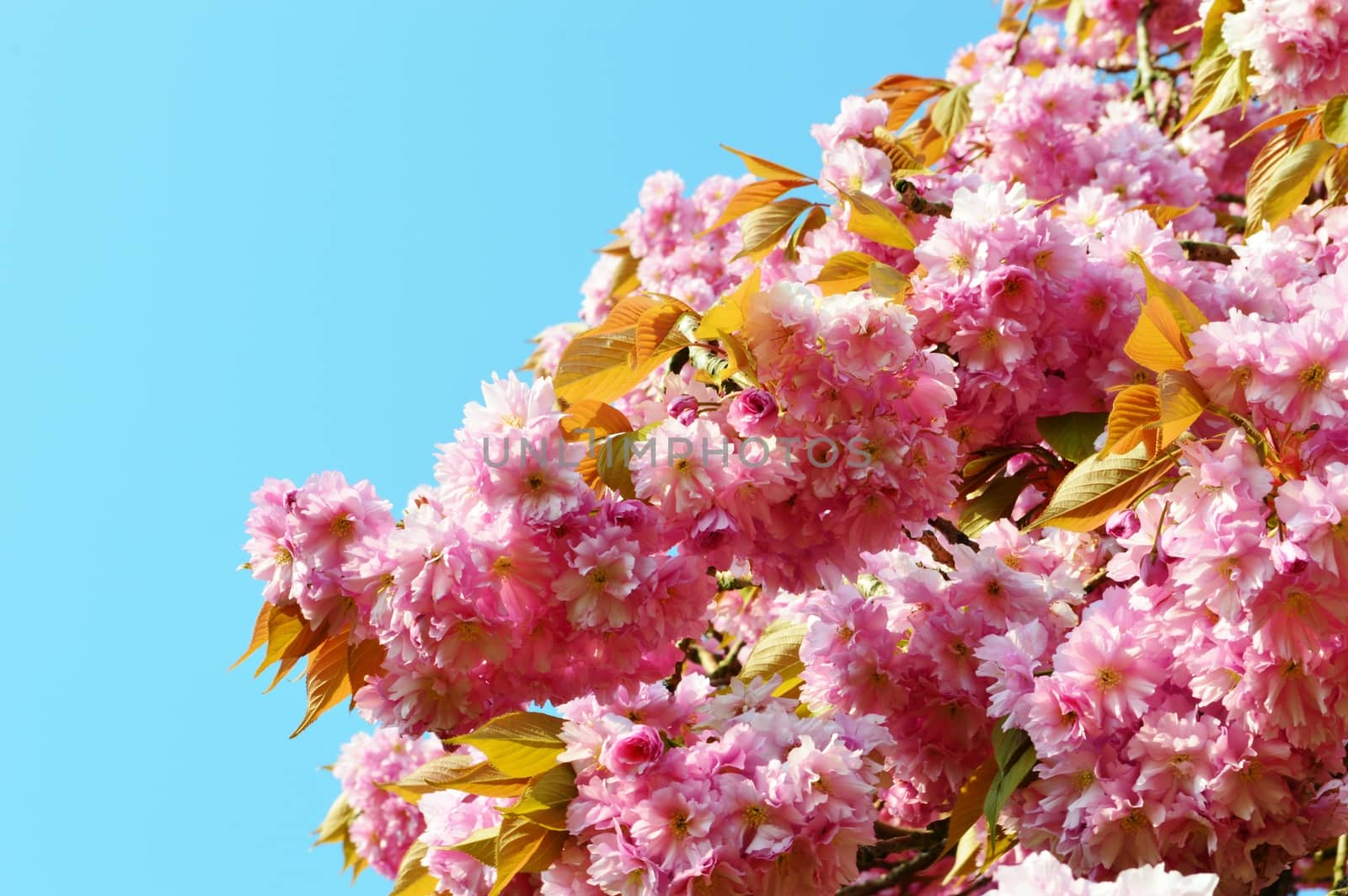 A close-up image of colourful Spring Blossom.