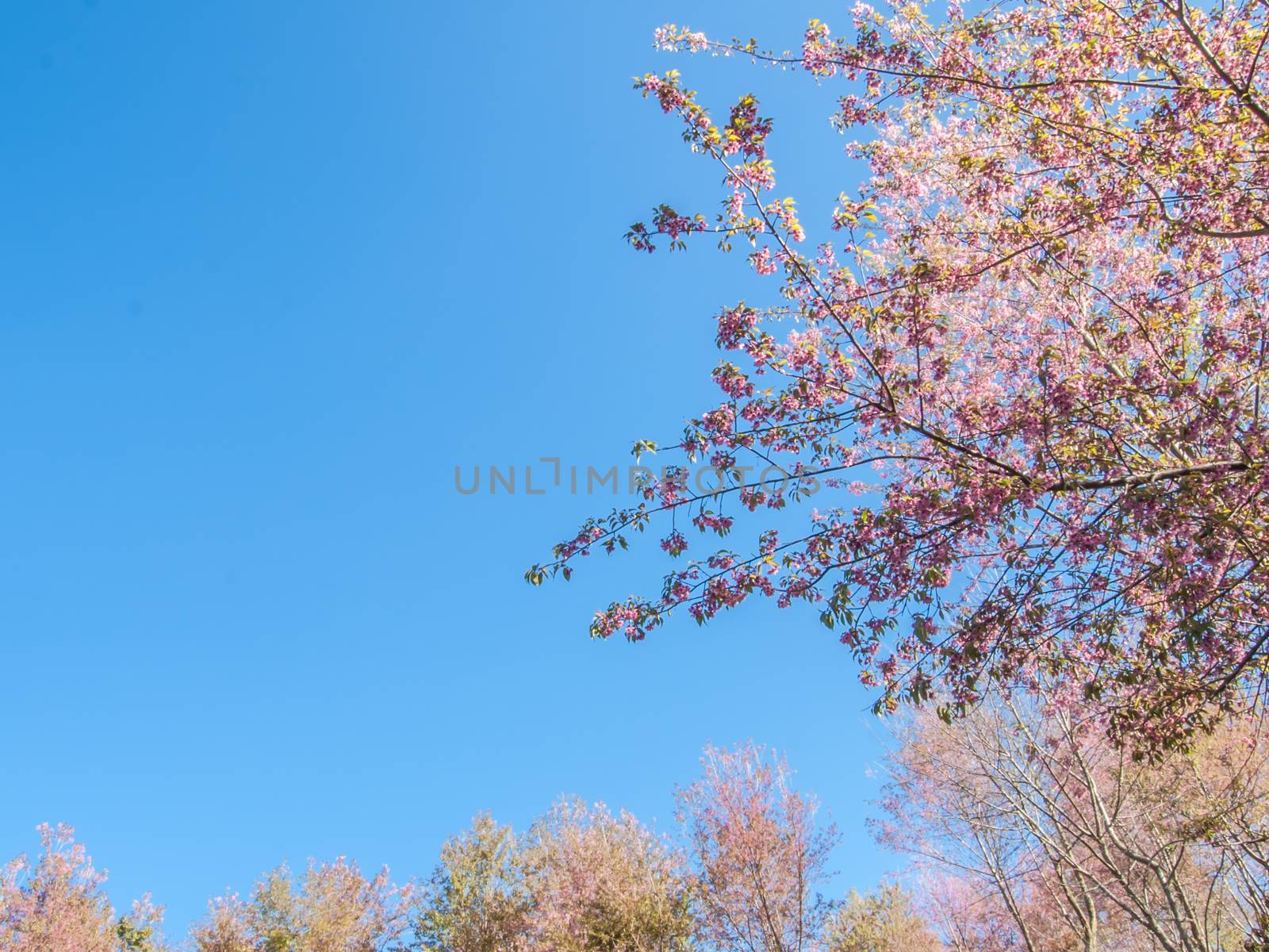 Pink Cherry blossom with blue sky background. Wild Himalayan cherry in This picture is took from Khun Chang Kian the most popular place for Cherry blossom viewing in Loei Thailand