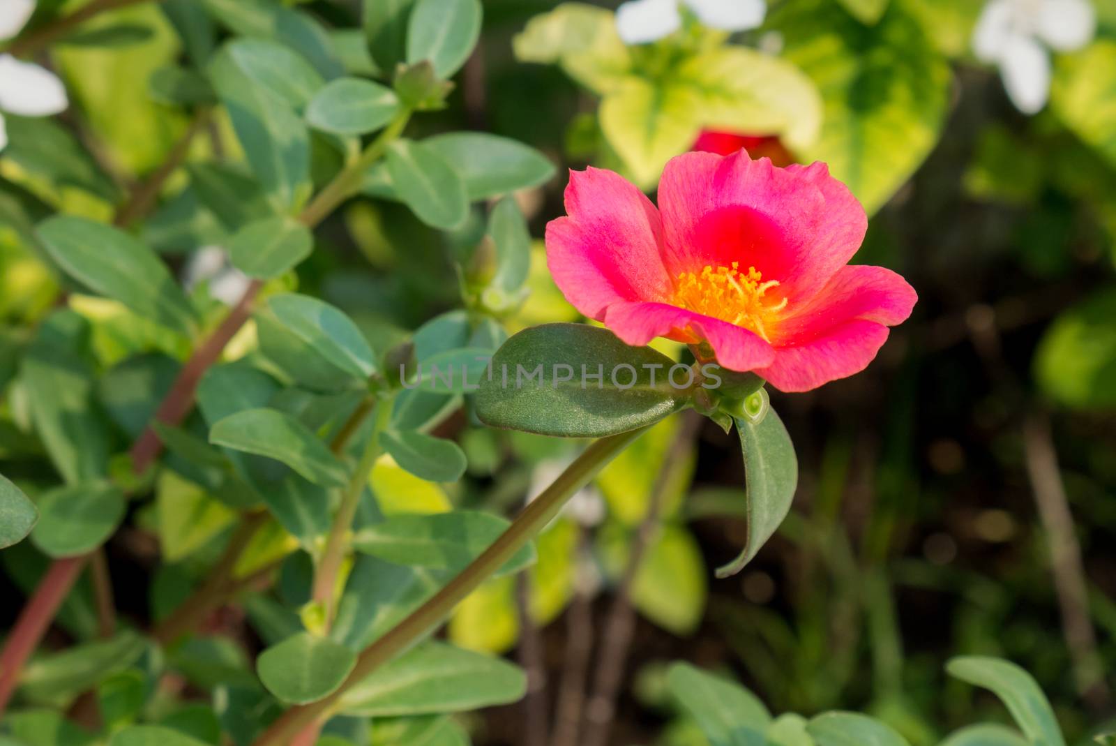 Little pigweed flower in garden