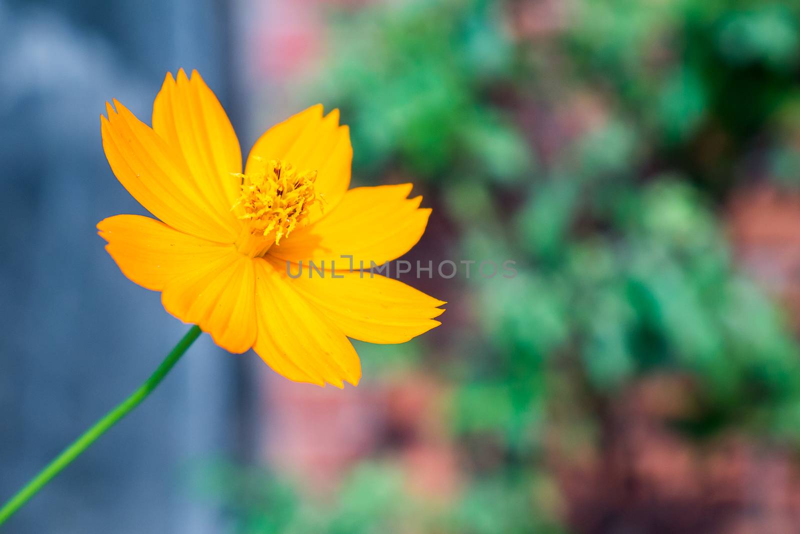 Cosmos flower under morning sunshine