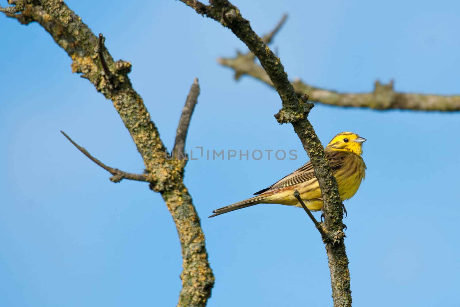Yellowhammer sitting on a branch by Sportactive
