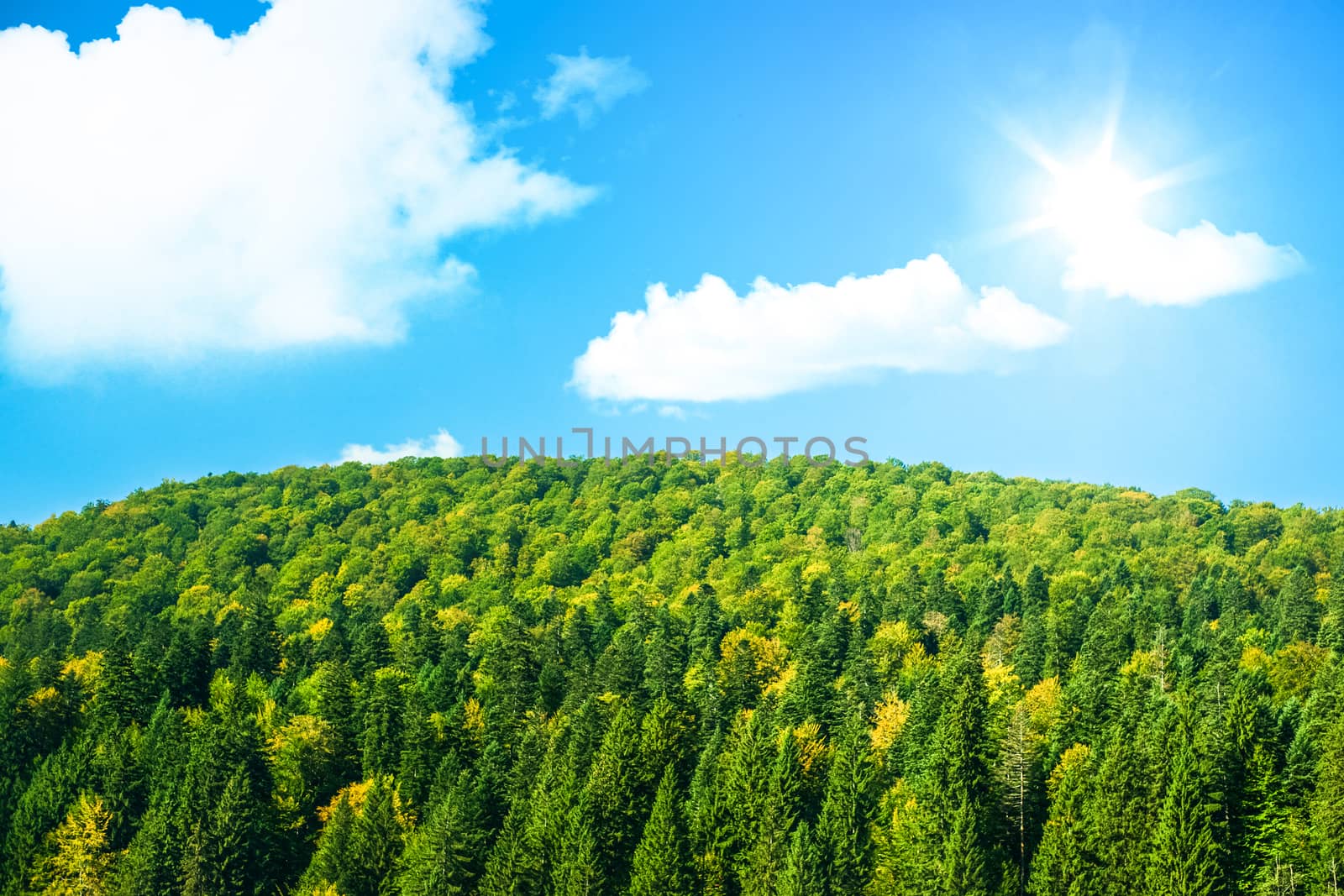 Large green forest with sunshine and blue sky by Sportactive