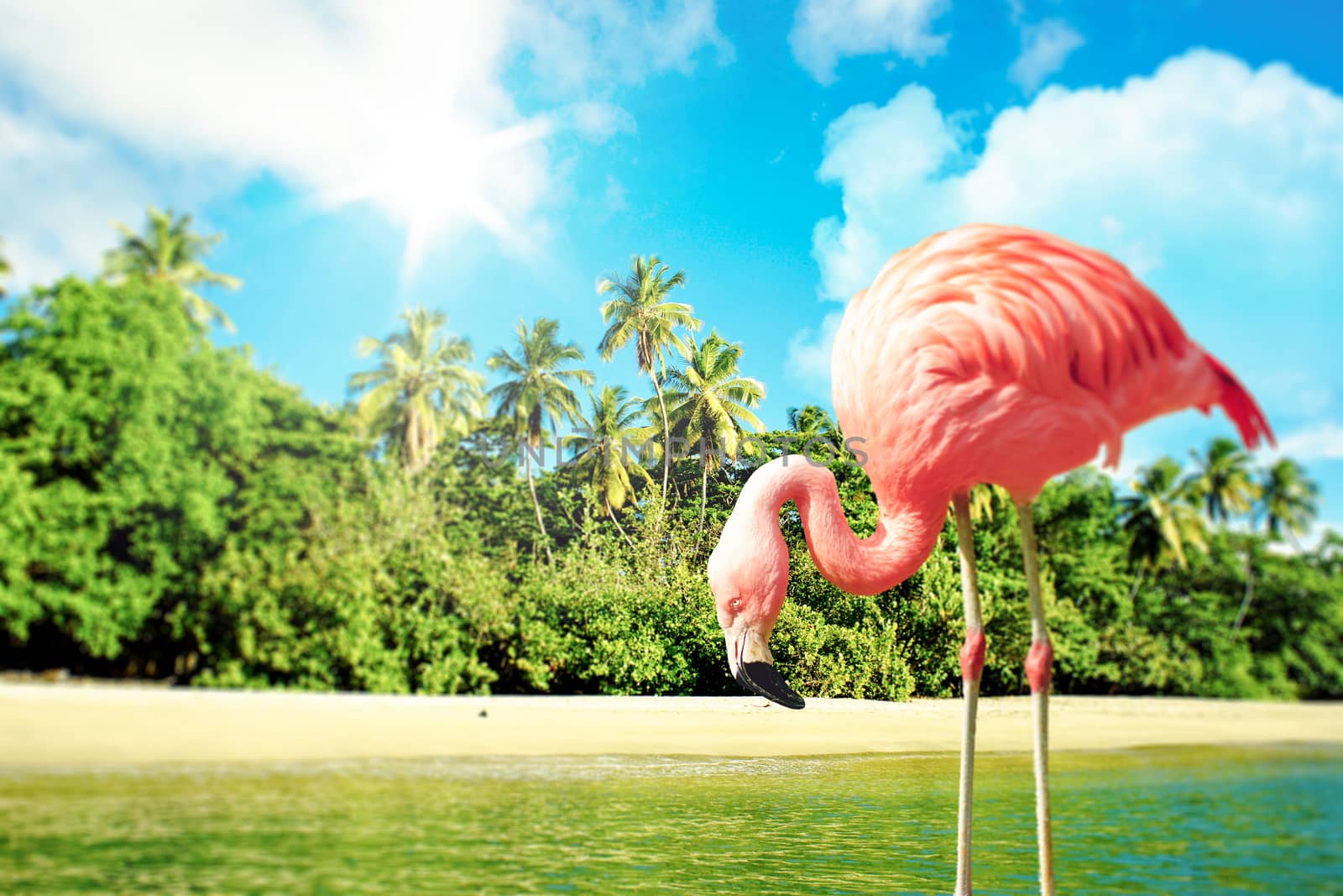 Pink flamingo in the water on a tropical scenery by Sportactive