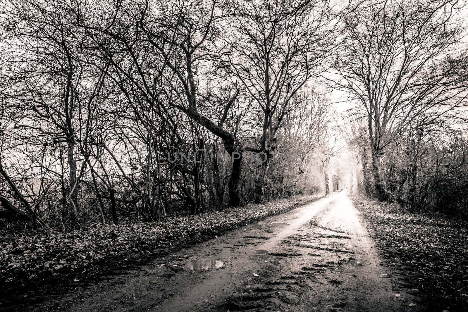 Black and white photo of a road surrounded my trees with light a by Sportactive