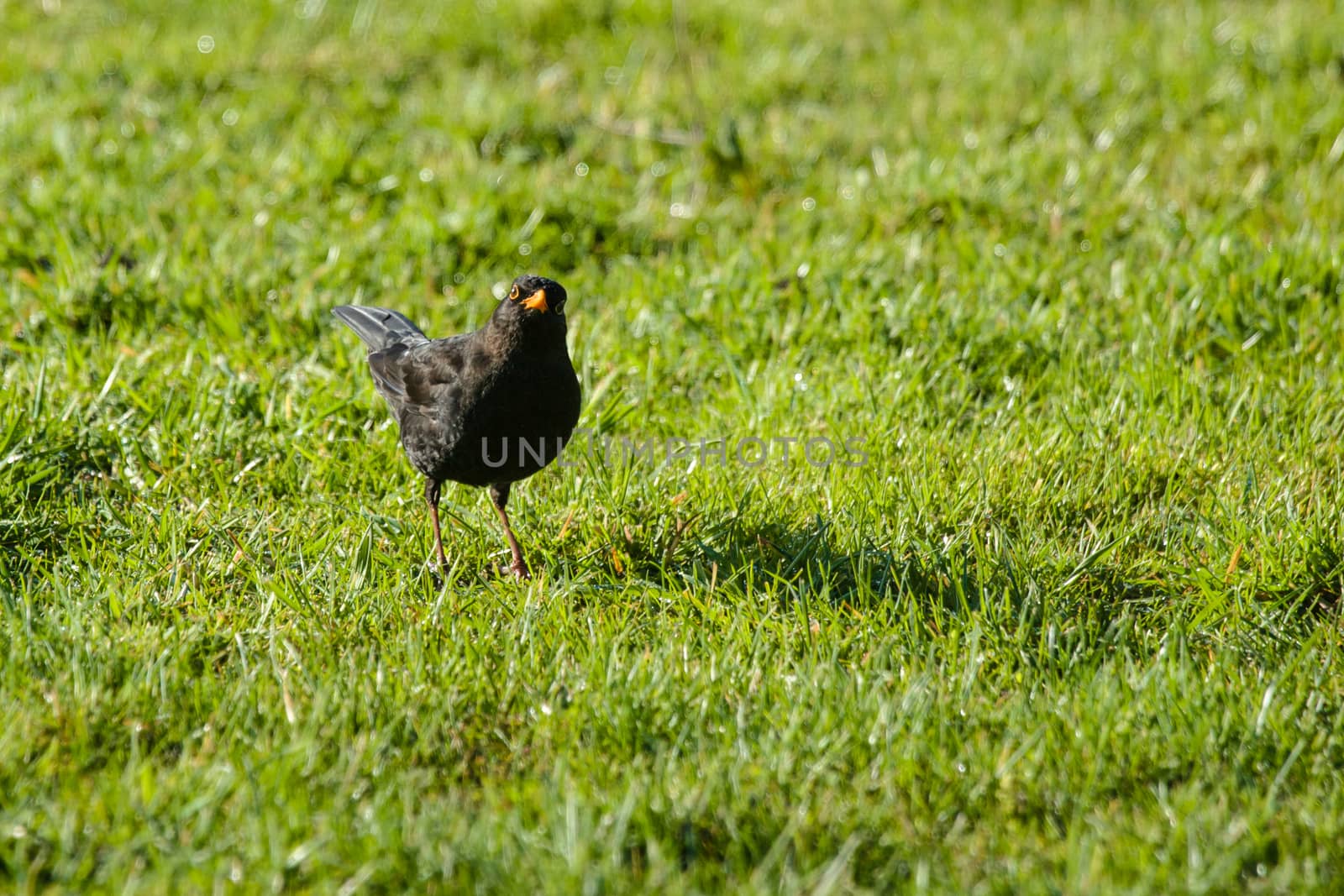 Blackbird on a lawn looking into the camera by Sportactive