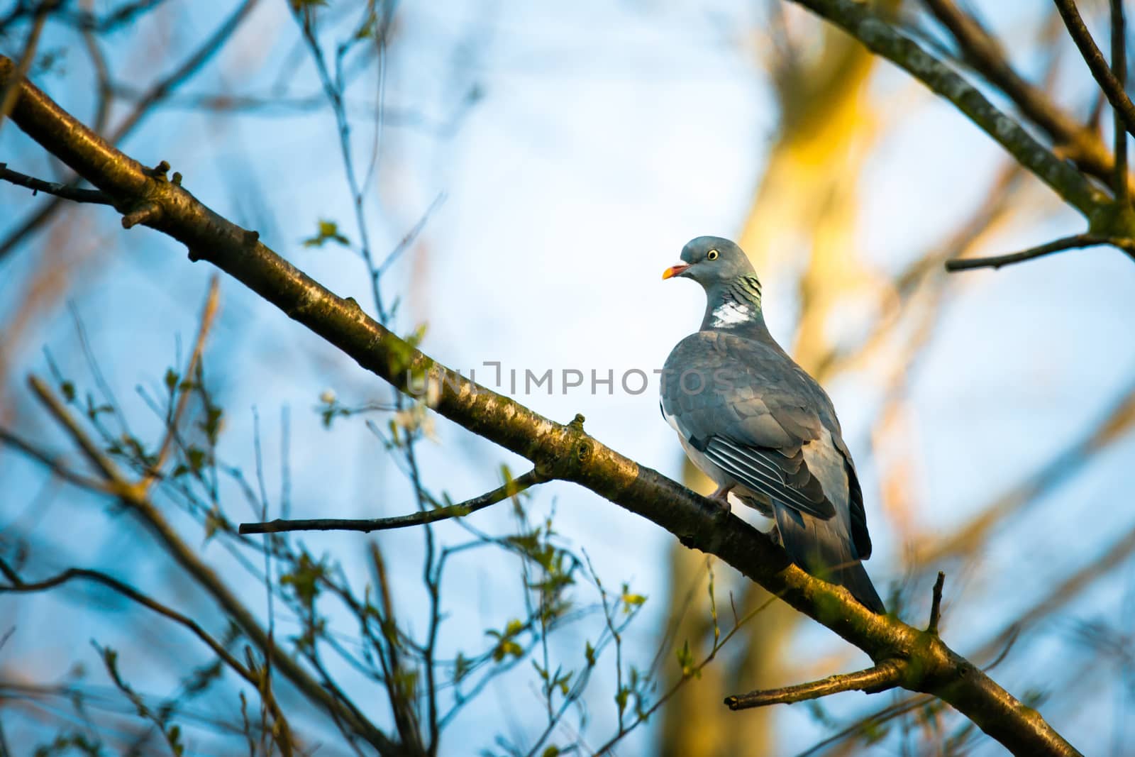 Pigeon sitting on a branch in the forest by Sportactive