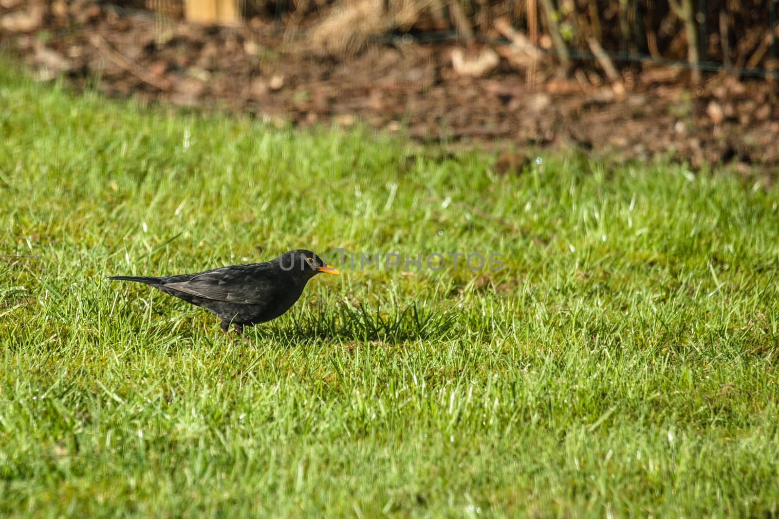 Blackbird looking for food on the lawn by Sportactive
