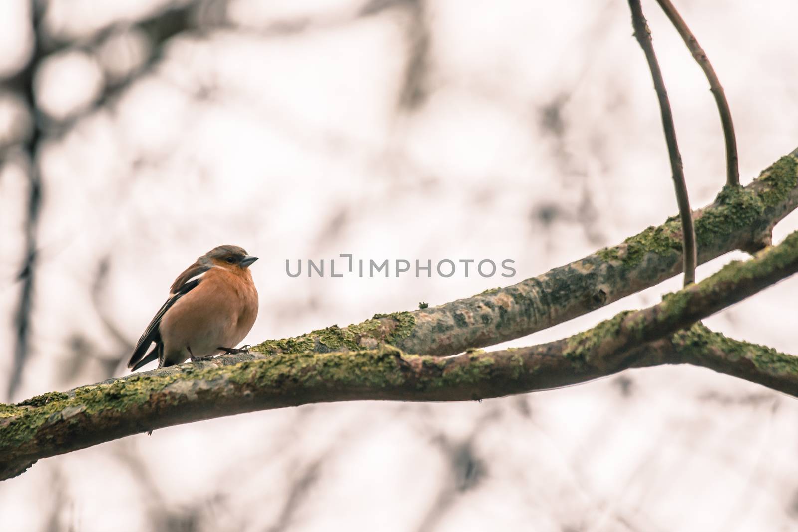 Chaffinch on a branch in the forest by Sportactive
