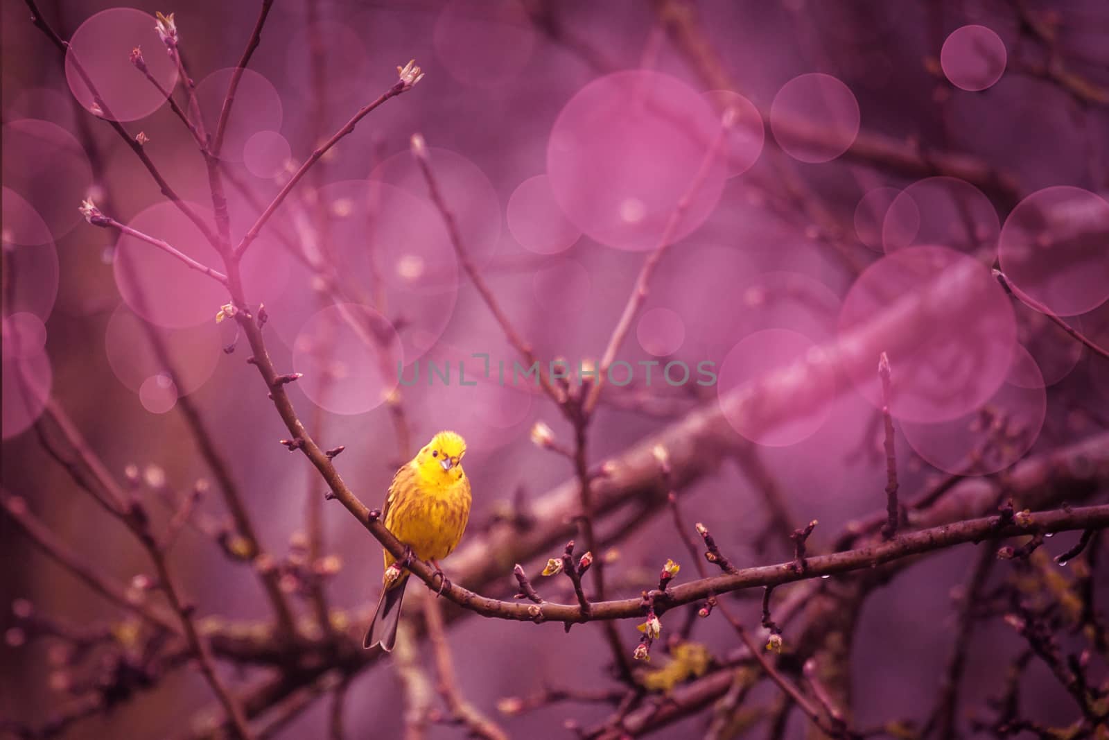 Yellowhammer siiting on a branch in a purple inviroment by Sportactive