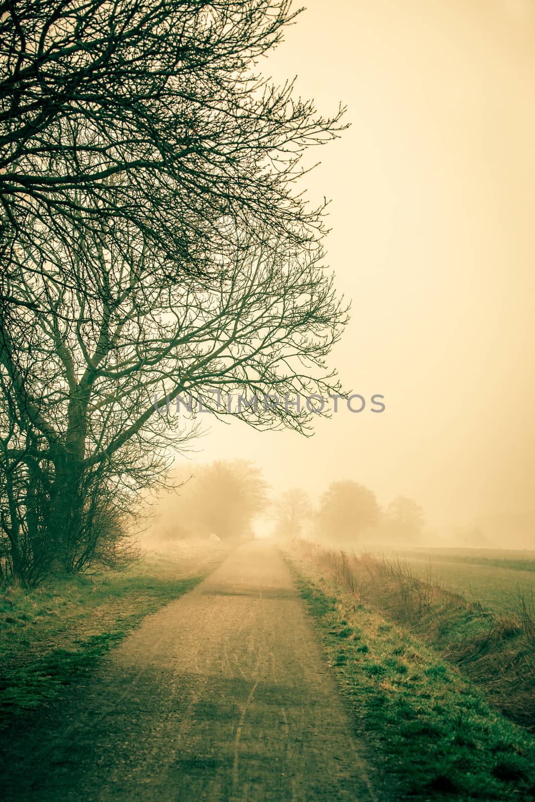 Misty road an early morning by Sportactive