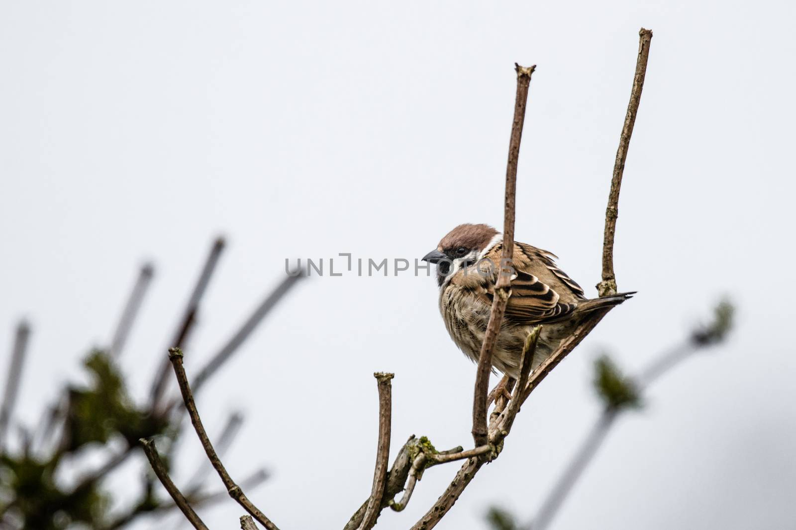 Sparrow on a twig at wintertime by Sportactive
