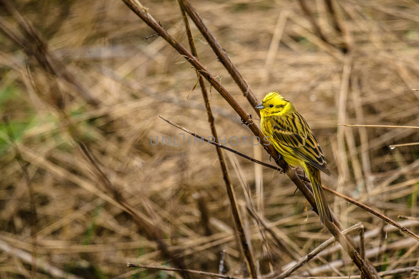 Yellowhammer sitting on a straw on a field by Sportactive