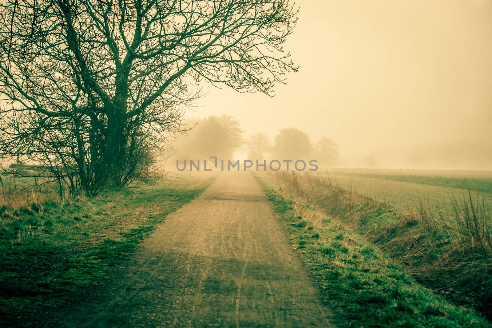 Sunrise at a countryside road in spring by Sportactive