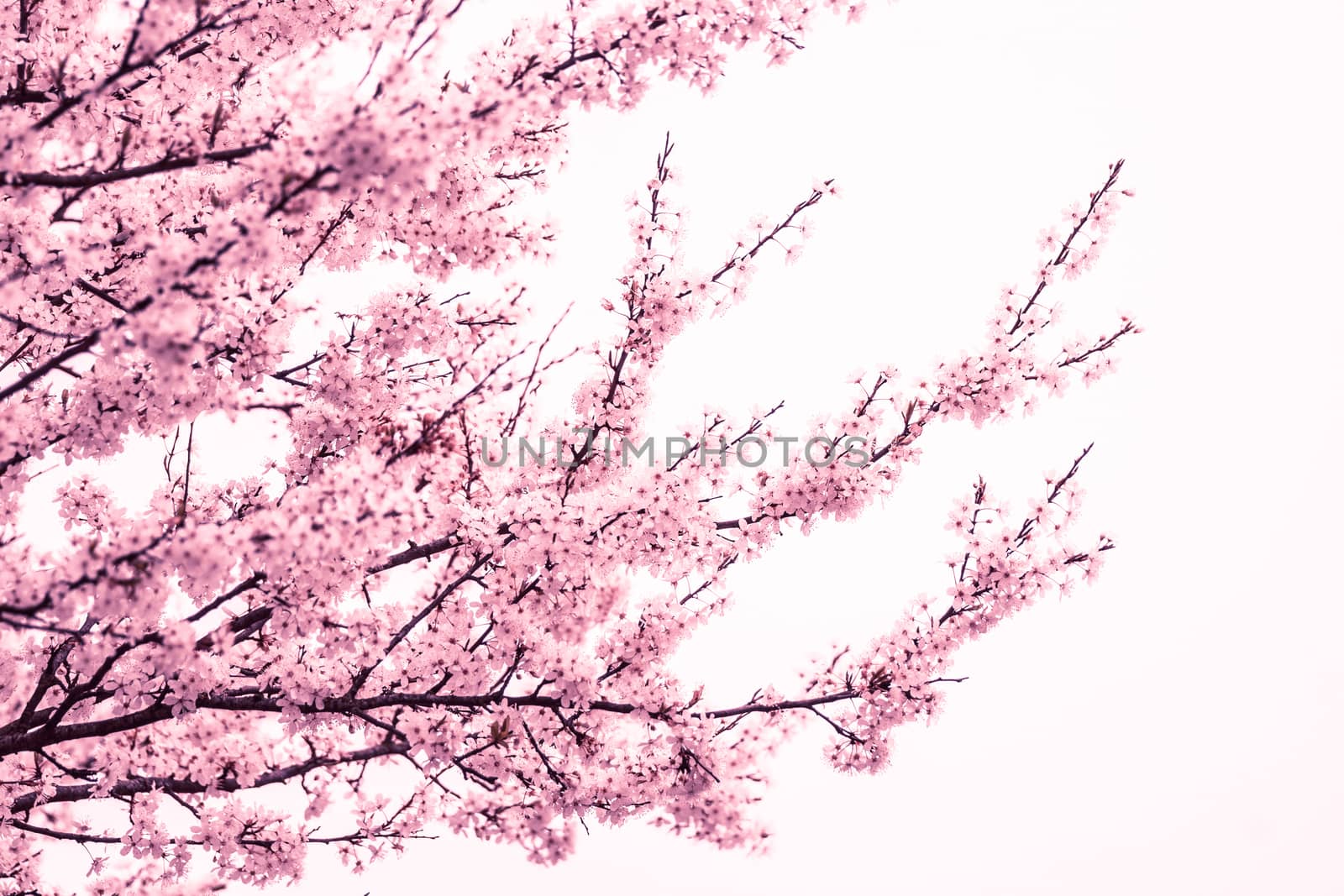 Pink cherry blossom tree at springtime by Sportactive