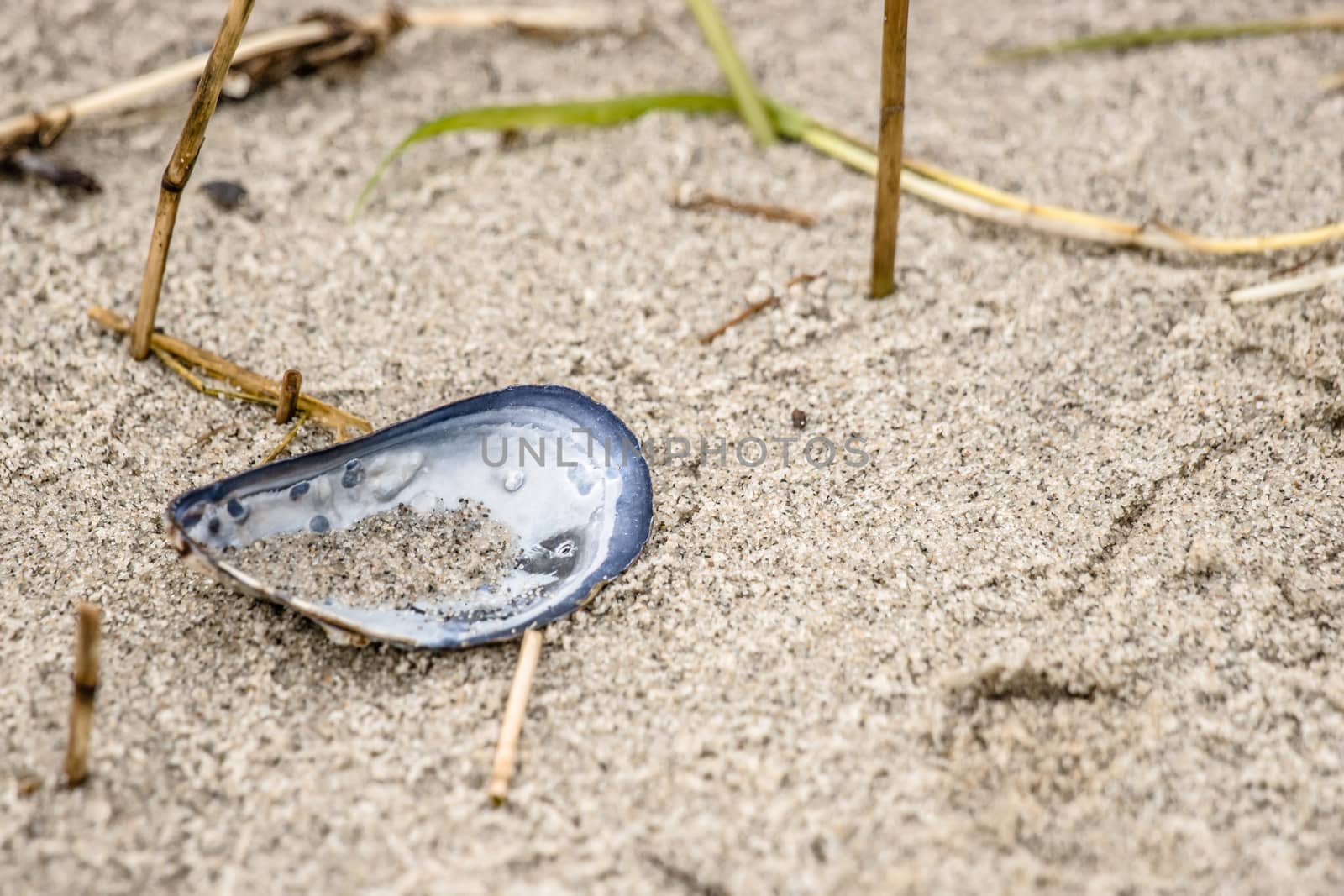 Blue mussel in white sand at the beach by Sportactive