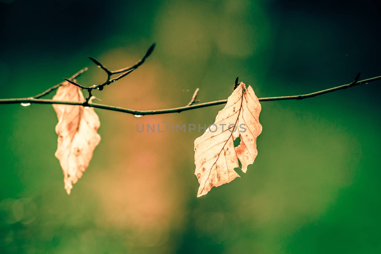 Autumn leaves on a green background by Sportactive