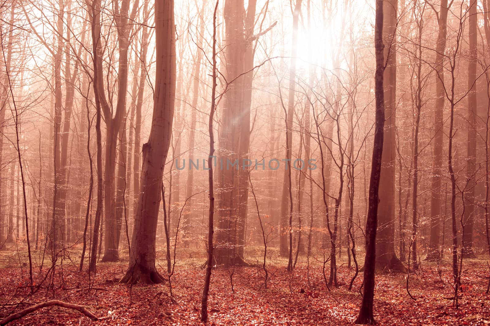 Misty forest foliage with sunligt in the morning by Sportactive