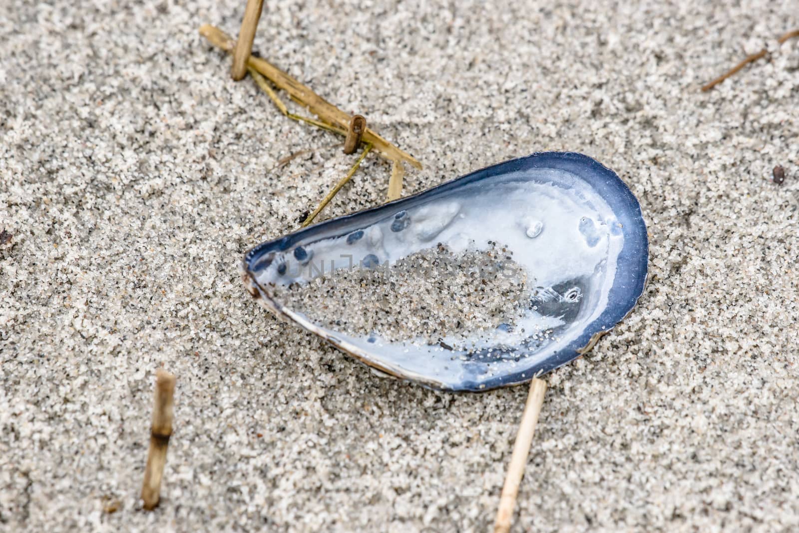 Close-up of a blue mussel in the sand by Sportactive