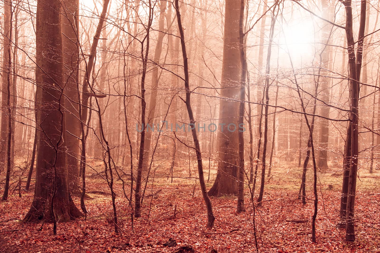 Misty forest foliage in warm colors by Sportactive