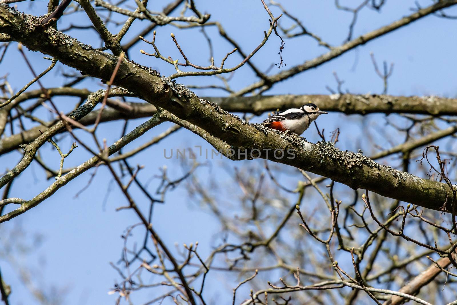 Woodpecker in a tree at springtime by Sportactive