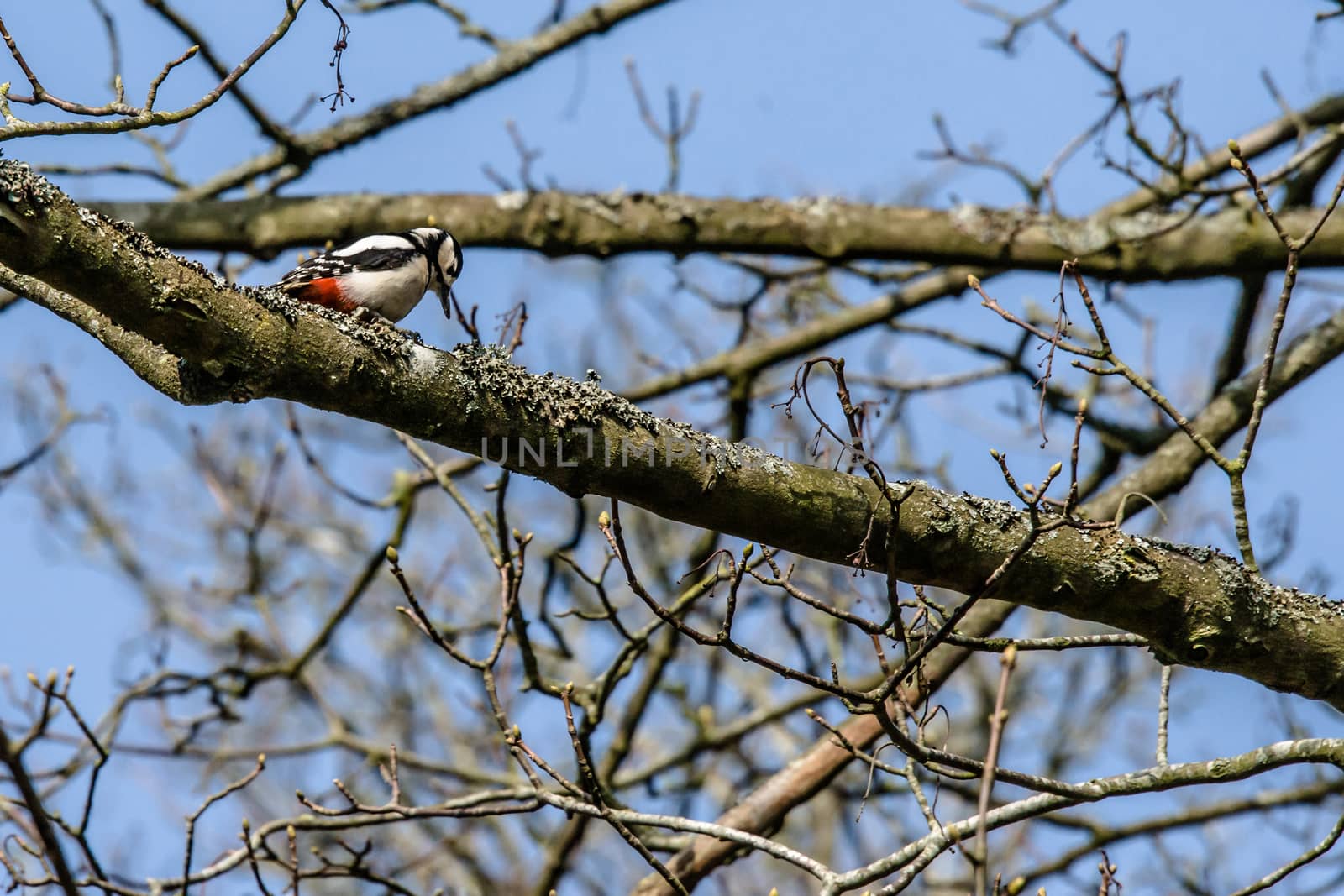 Woodpecker looking for food in a tree by Sportactive