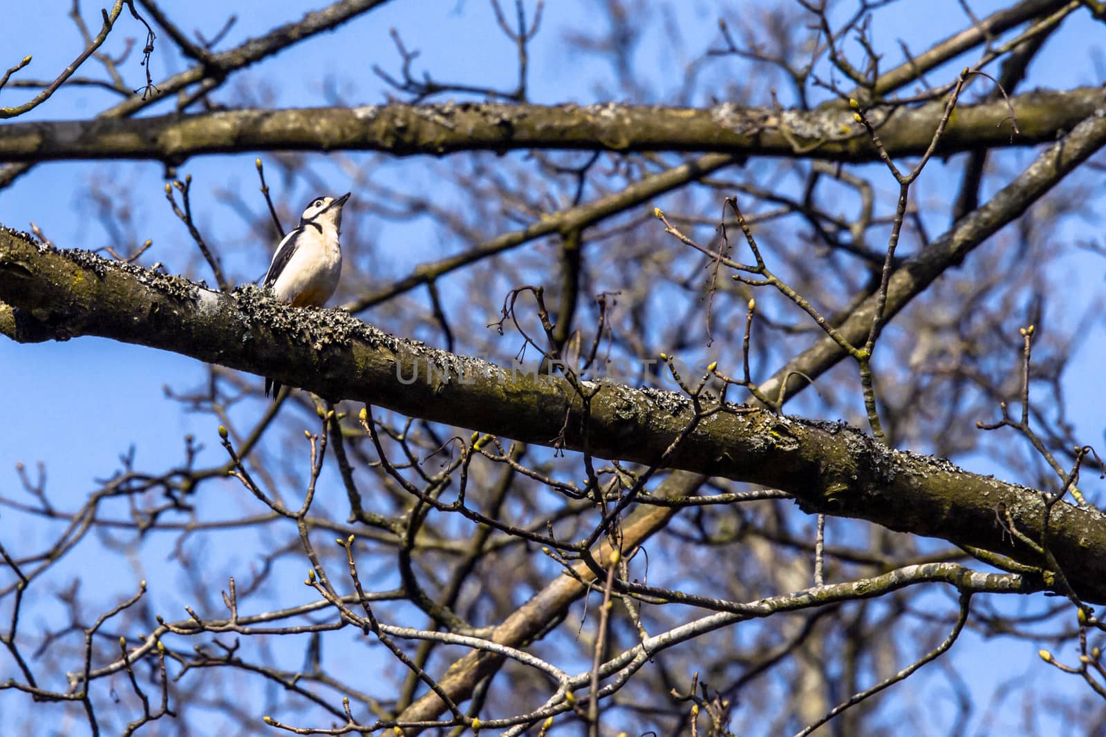Woodpecker sitting on a branch in a tree by Sportactive