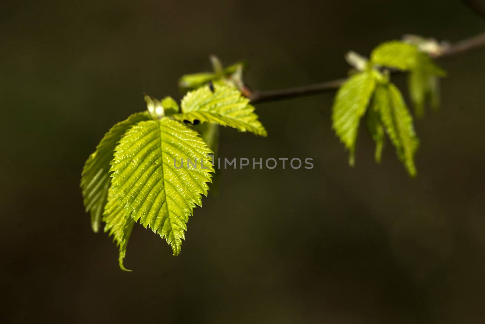 Beech leaves on a dark green background by Sportactive