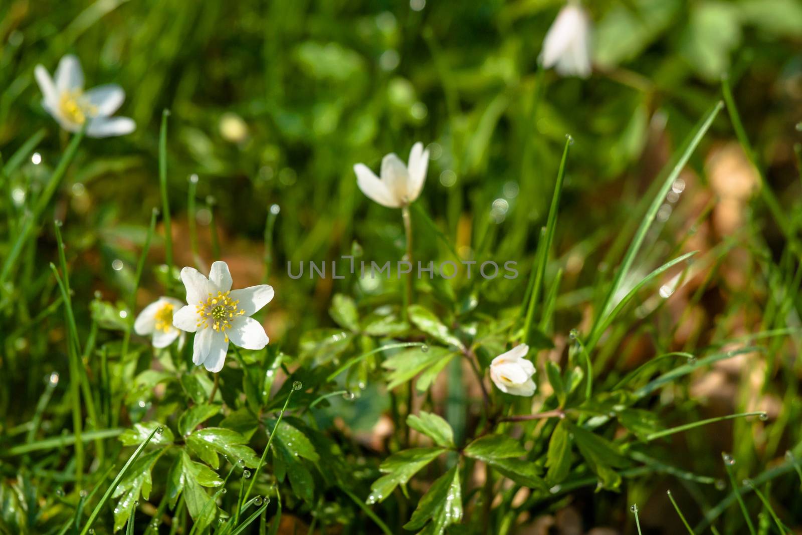 Anemone flower on the forest floor by Sportactive