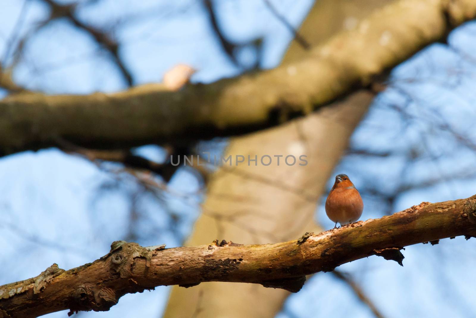 Chaffinch with big red chest on a twig by Sportactive