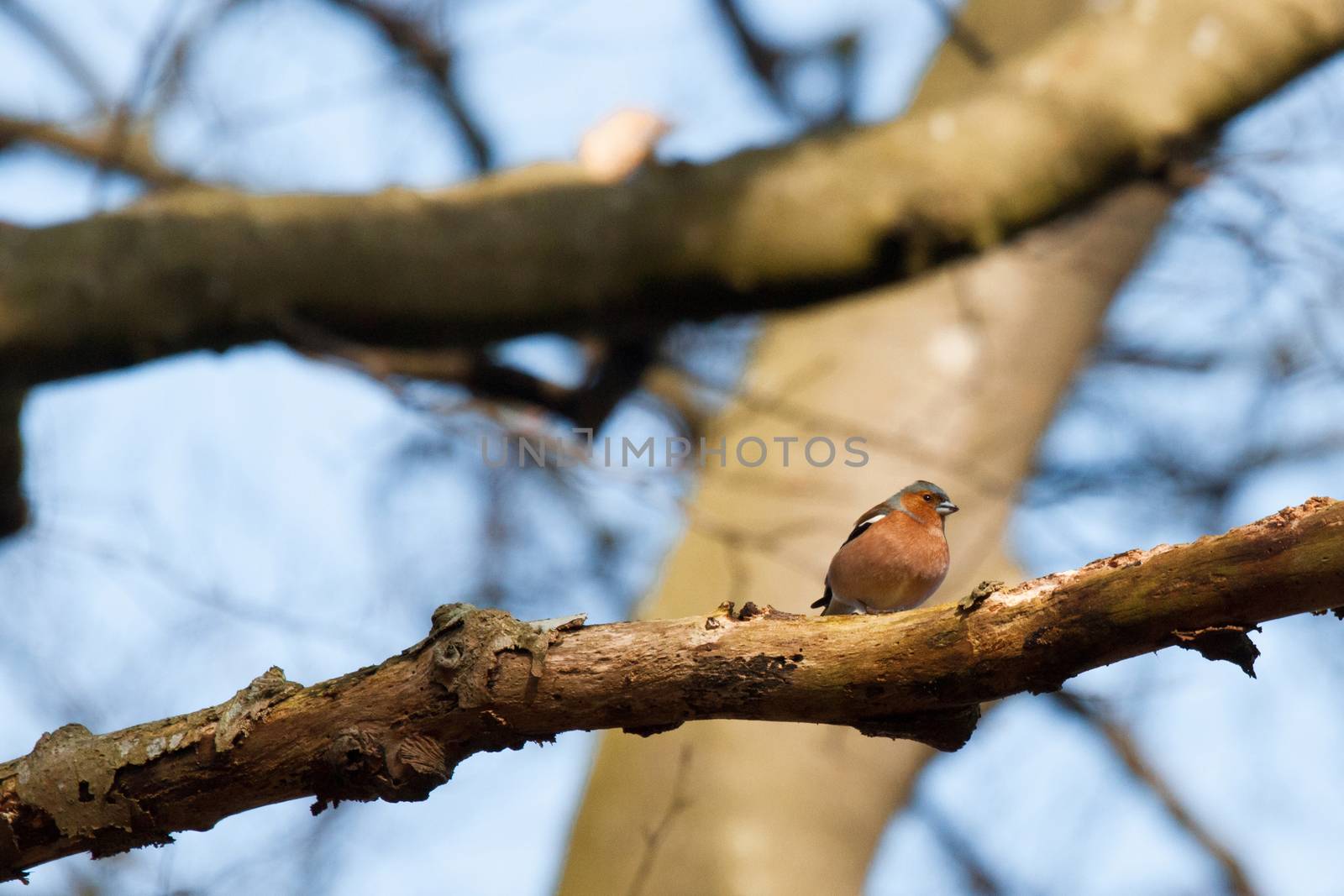 Chaffinch in the forest at wintertime by Sportactive