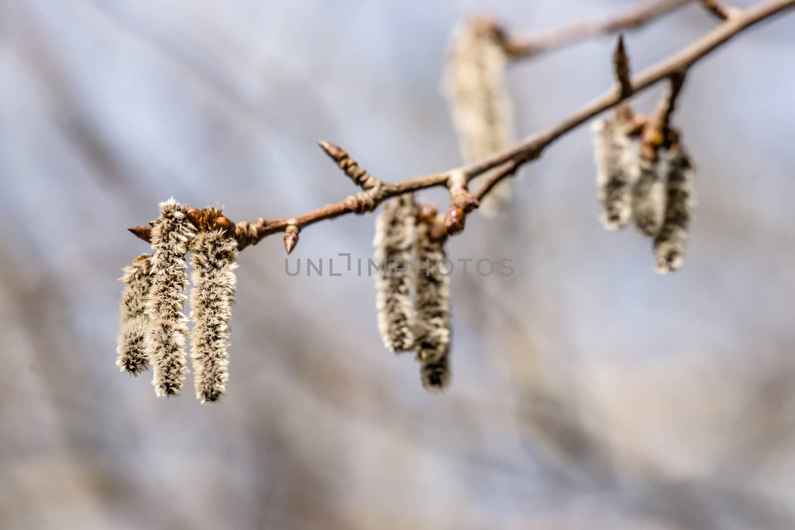 Fluffy blossom seed at springtime by Sportactive