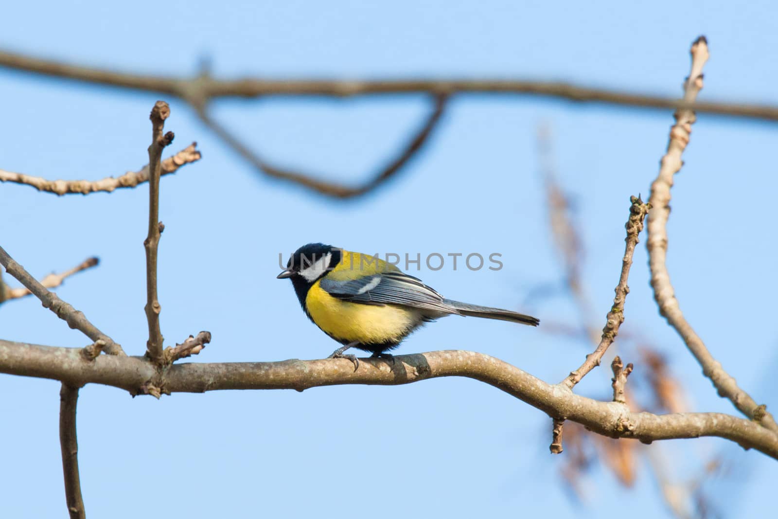 Parus Major sitting on a twig at springtime by Sportactive
