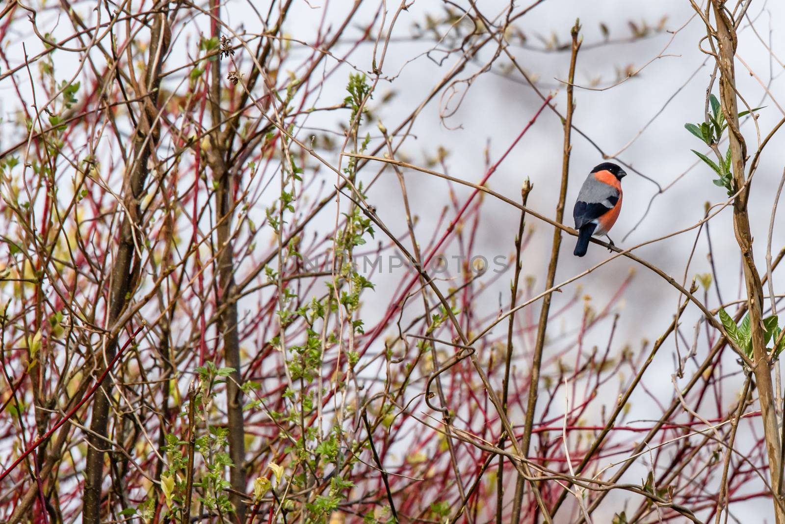 Bullfinch sitting on a twig in a bush by Sportactive