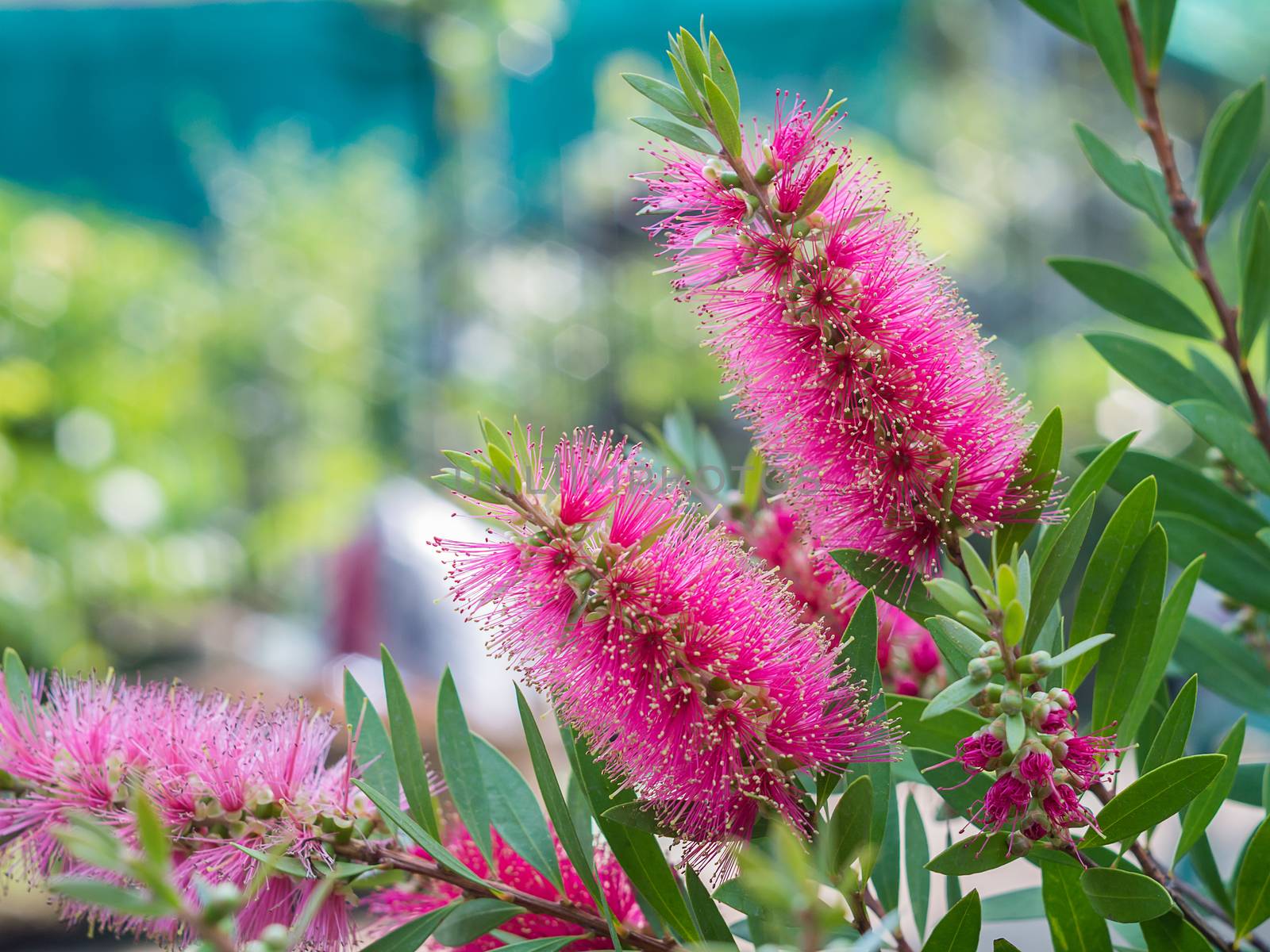 Bottle brush tree and flower on green blur background