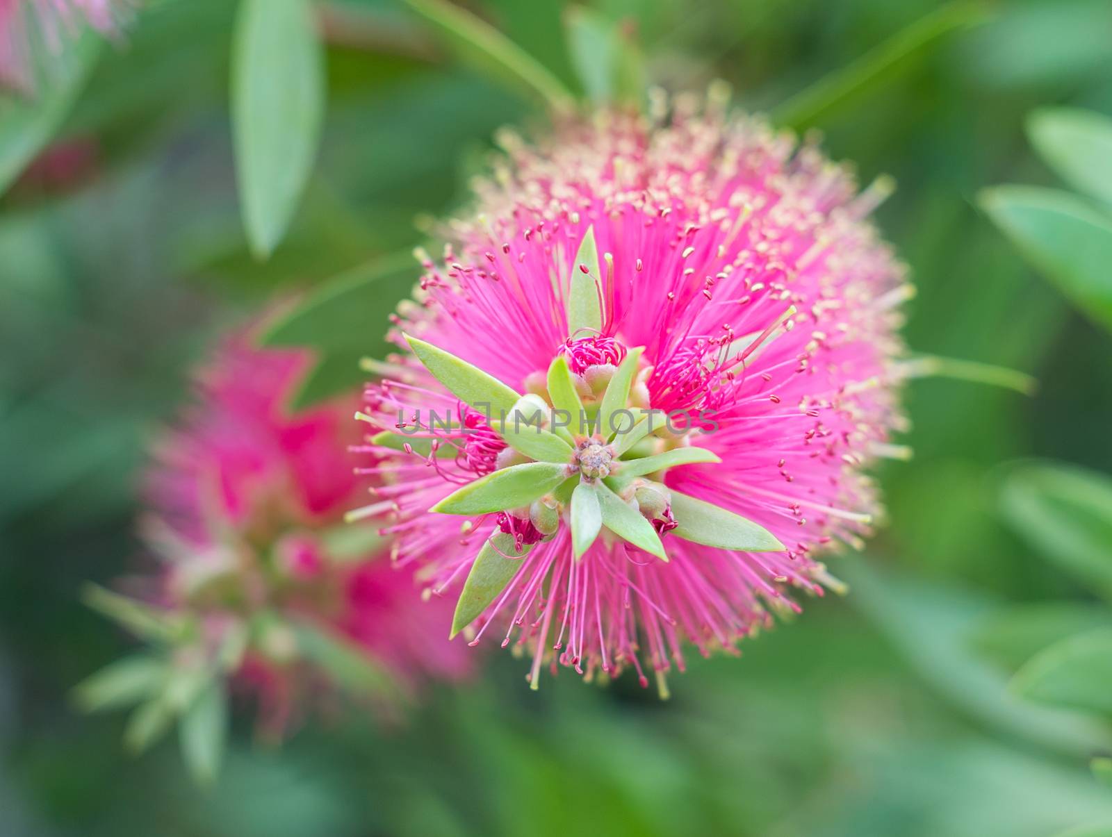 Bottle brush tree and flower on green blur background