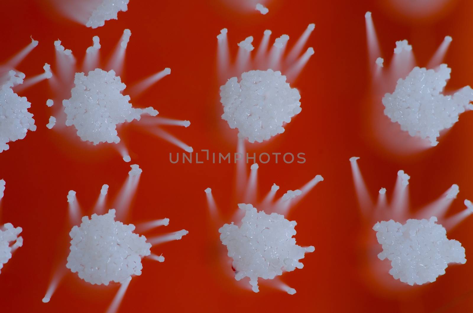 Brush with white bristles, closeup texture background