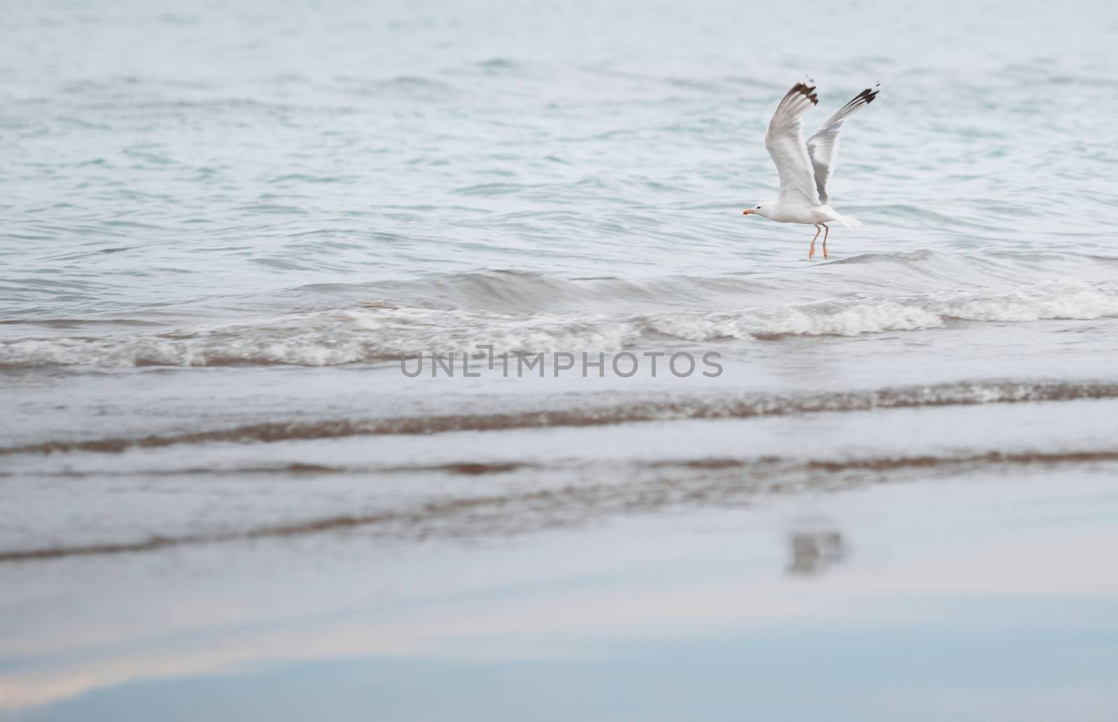 Seagull flying over the sea. Horizontal photo