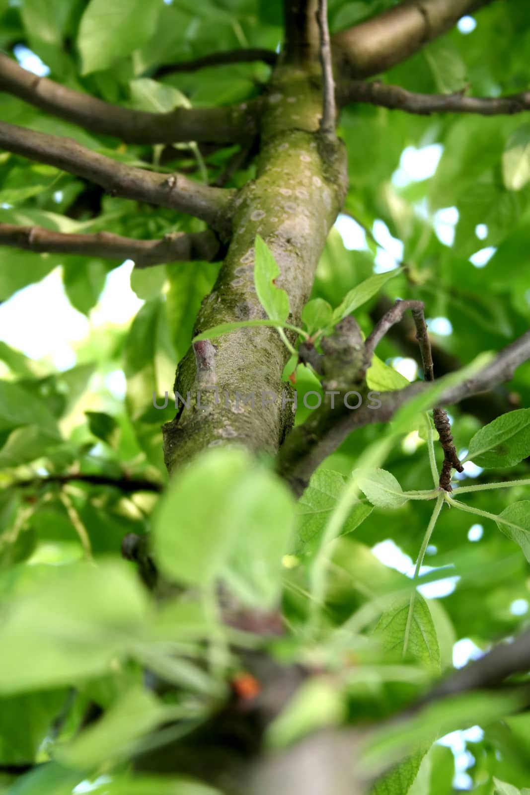 Digital Photo of a Tree.
