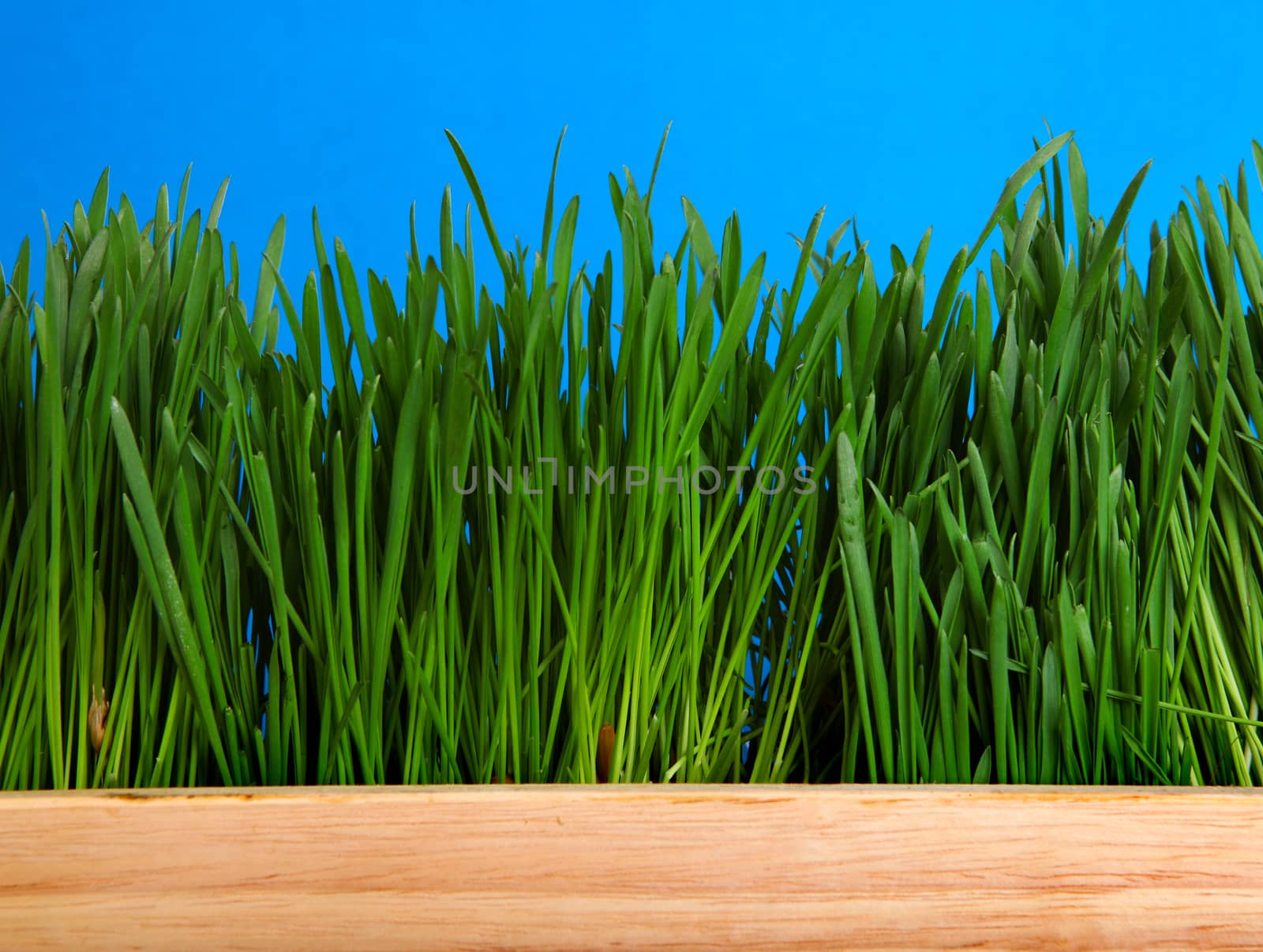 Frash Grass on the Blue Background