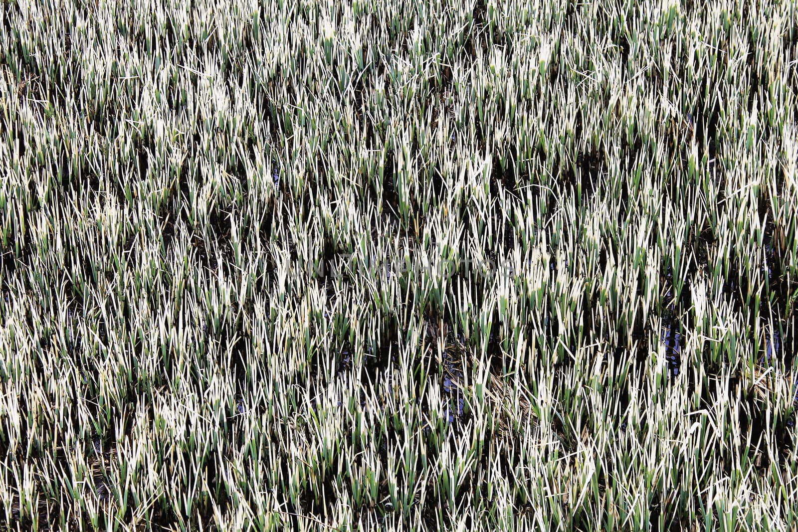 gray background of green grass in the floodplain