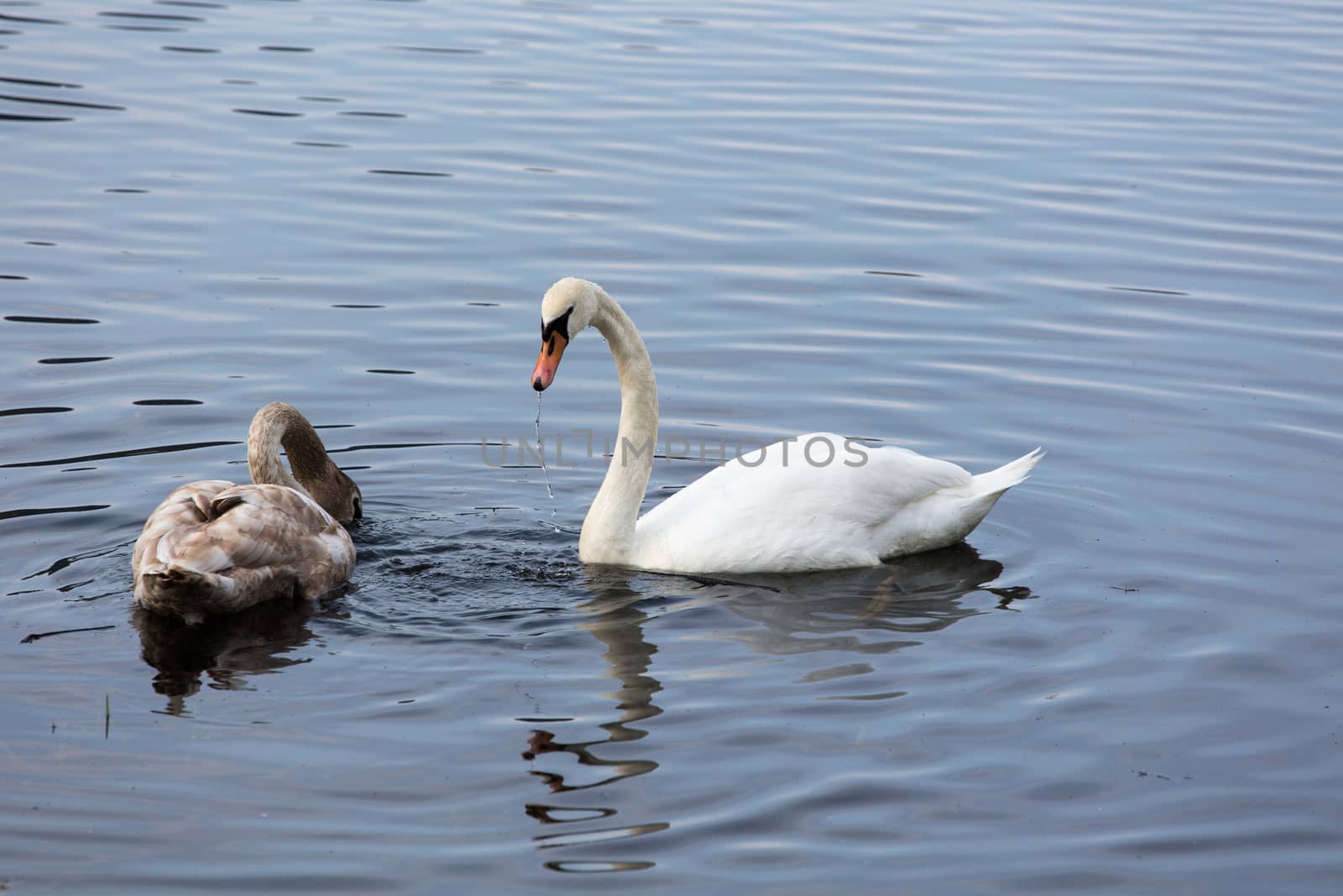 Mother swan and child looking for food by Stootsy