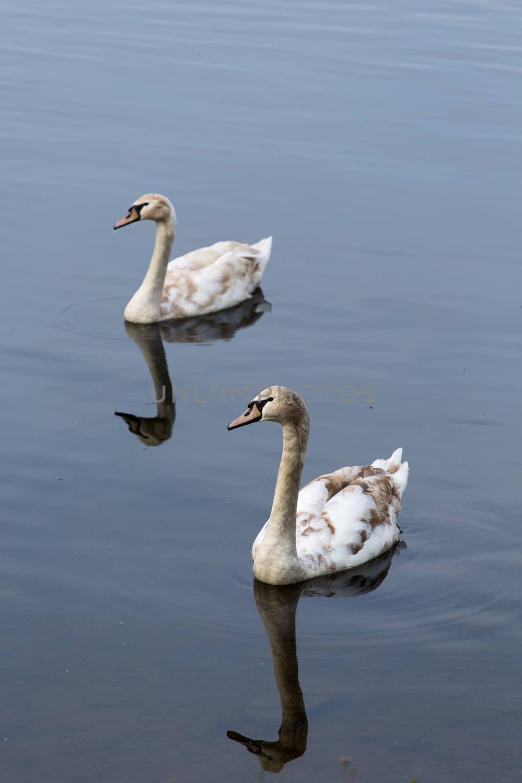 Picture of two young swans swimming together